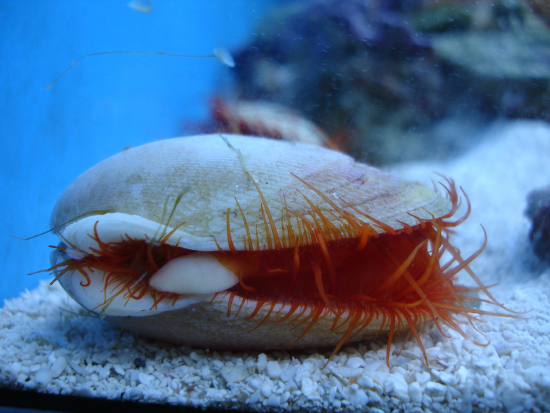  Limaria scabra (Flame Scallop)